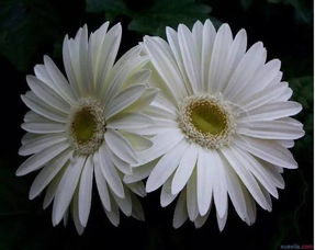 悼念父母的古詩(shī)佳句,悼念母親的古詩(shī)句,悼念祖先的古詩(shī)句