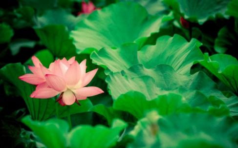 贊美春季或夏季的古詩句