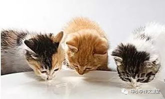 寫動物的古詩句有哪些,與動物有關的古詩句,含有動物的古詩句