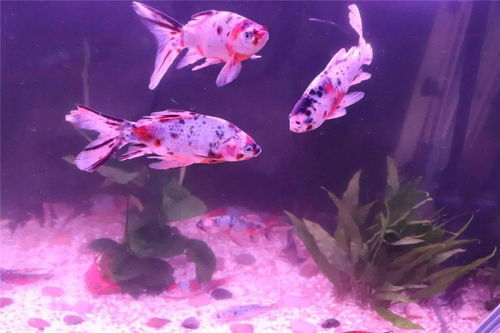 關(guān)于獨(dú)食的詩句