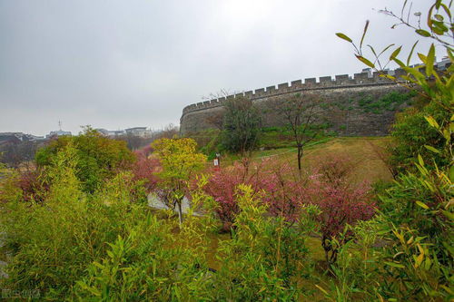 有關(guān)春雨的詩(shī)句古詩(shī),江南春雨的詩(shī)句古詩(shī),描寫春雨的詩(shī)句古詩(shī)