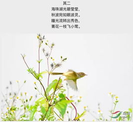 關(guān)于黃鸝鳥的詩句古詩,關(guān)于鳥的詩句古詩三年級,關(guān)于春天鳥的詩句古詩