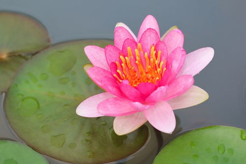 關(guān)于寫蓮花的詩(shī)句古詩(shī),有關(guān)蓮花的詩(shī)句古詩(shī),關(guān)于蓮花的詩(shī)句古詩(shī)唯美
