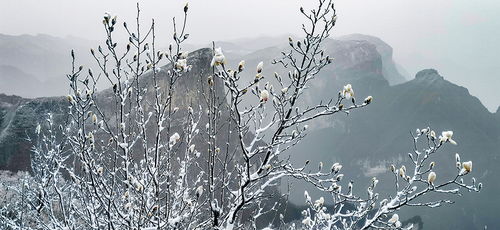 關于春雪的景色的詩句