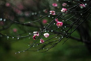 古詩春雨表示好雨的詩句