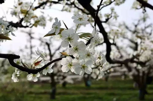關(guān)于梨花和春天的古詩句
