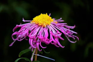 關(guān)于菊花堅(jiān)強(qiáng)精神的詩(shī)句