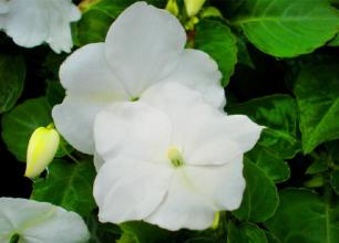 鳳仙花的古詩句