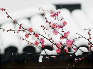 由梅飄香而想到的古詩句