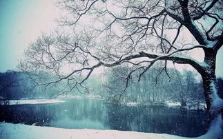 雪景的詩句古詩