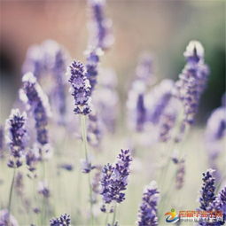 關(guān)于握手愛情的詩句