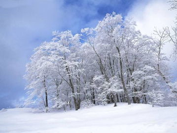 關(guān)于雪和梅的詩句古詩大全,關(guān)于寫雪的詩句古詩大全,小學(xué)關(guān)于雪的詩句古詩大全