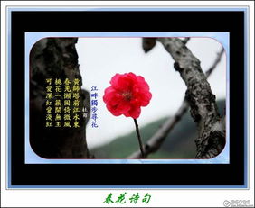 關于春花的的詩句古詩