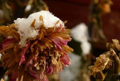關于雪菊的詩句古詩