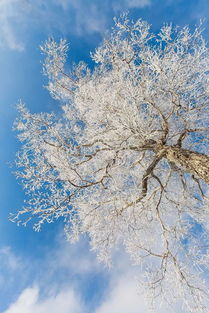 關(guān)于形容樹掛的詩句