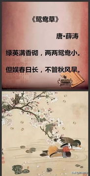 詩(shī)句,優(yōu)美,成長(zhǎng),生命