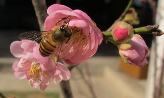 關于紅蜓的詩句