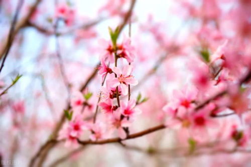 關(guān)于春風(fēng)和桃花的詩句