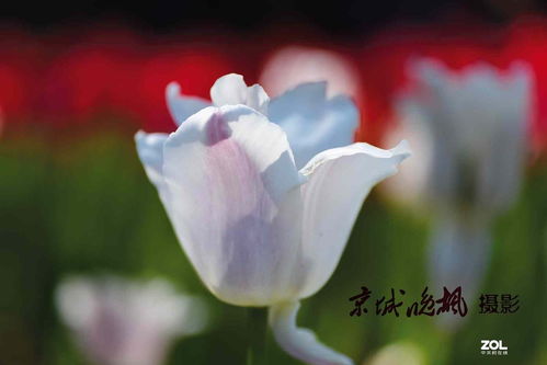 關(guān)于花開的旺盛的詩(shī)句