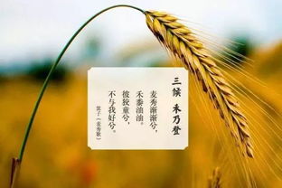 關(guān)于秋老虎的調(diào)侃詩(shī)句
