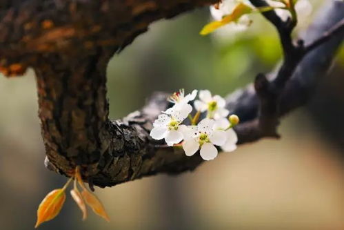 一個(gè)關(guān)于梨花的古詩句