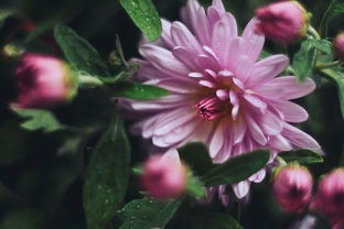 贊美秋雨的詩句古詩詞,贊美秋菊的詩句有哪些,關(guān)于秋菊的詩句
