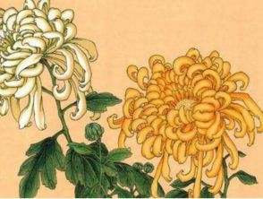 關(guān)于菊花的詩句古詩,贊美菊花的詩句古詩,描寫菊花的詩句古詩