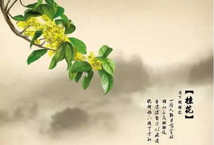 關(guān)于桂花雨的詩句
