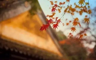 寫關于紀念古人的詩句