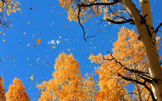 秋分詩(shī)句古詩(shī)