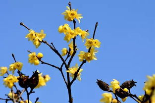 關(guān)于臘梅的詩句現(xiàn)代詩