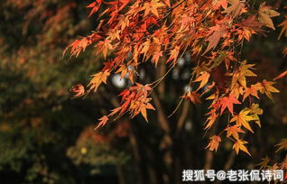 關于秋天的豐收詩句古詩