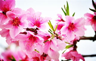 關(guān)于山和桃花的詩(shī)句