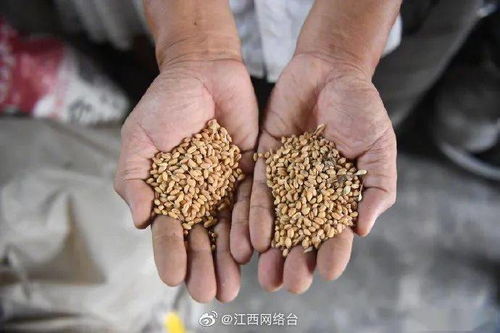 關(guān)于浪費(fèi)食物的詩(shī)句