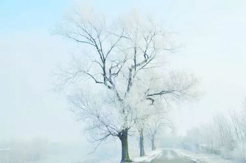 形容樹掛冰花的詩句,形容冰雪樹掛的詩句,形容冬天樹掛的詩句