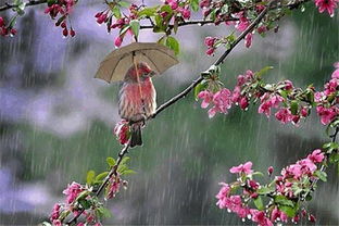 關(guān)于明雨的詩(shī)句