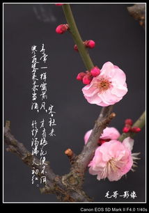 關(guān)于梅花精神的古詩(shī)句,贊美梅花的古詩(shī)句,寫梅花的古詩(shī)句