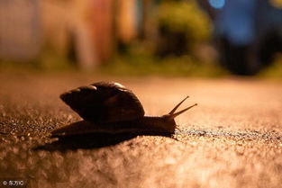 鼓勵(lì)的詩(shī)句古詩(shī)如《苔》