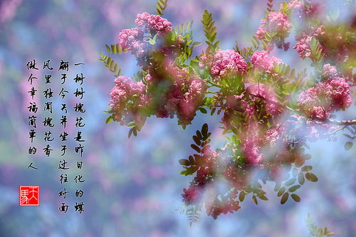 槐花的詩句古詩