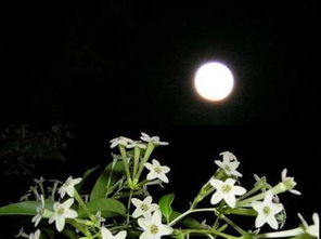 關于夜來香的詩句