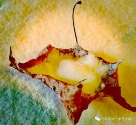 詩句,飛舞,雪花