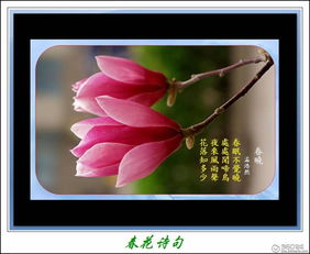 有關于春花的詩句