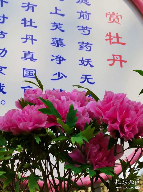 端午牡丹詩句古詩
