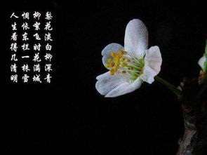關(guān)于梨花的詩句古詩五花肉