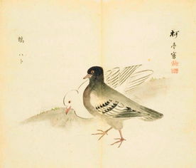 詩(shī)經(jīng)中描寫關(guān)于鳥的詩(shī)句