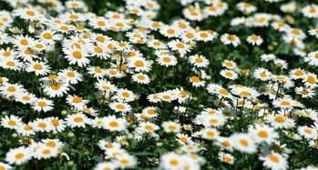 關于夏天的詩句大全小學生