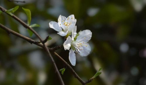 關(guān)于贊美櫻桃花的詩句