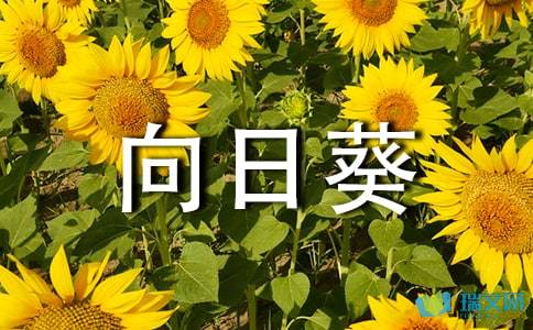 關于向日葵美麗的詩句