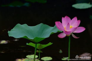 關于夏天的植物的詩句