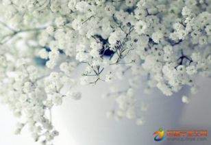 關(guān)于寫滿天星的詩(shī)句